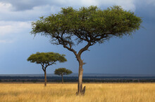 View Of Acacia Trees On Grassy Landscape In Maasai Mara National Reserve