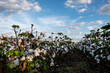 © Tandem Stock - View of cotton field against cloudy sky