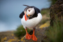 Close Up Of Puffin Perching On Rock