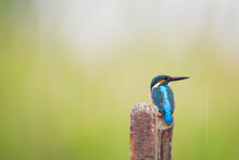 Close Up Of Common Kingfisher Perching On Wooden Post