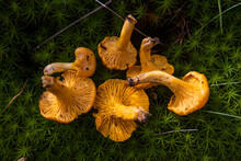 Close Up Of Golden Chanterelle Mushrooms On Bed Of Moss