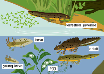 Canvas Print - Newt life cycle in pond. Sequence of stages of development of crested newt from egg to adult animal in natural habitat with titles