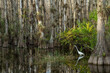 © Tandem Stock - Great white egret walking through swamp among cypress trees in Big Cypress National Preserve