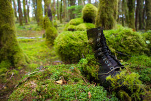 Close Up Of Boot In Forest