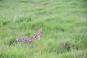 Wall Mural - Server cat in the grassland of the savannah in Kenya