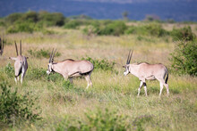 Some Antelopes In The Grass Landscape Of Kenya