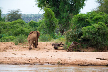 Wall Mural - Elephant family on the banks of a river in the middle of the National Park