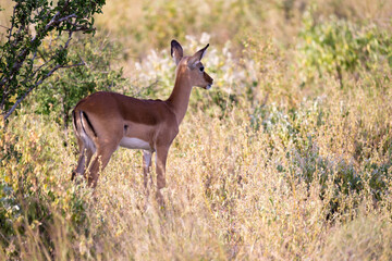 Wall Mural - Native antelopes in the grassland of the Kenyan savannah