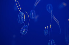 Tiny Colorful Jellyfish With Blue Background And Copy Space