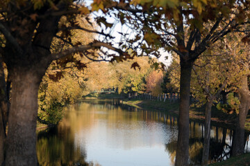  Reflections of trees on the calm river water at sunset during golden hour, autumn scenery with yellow leaves and acorns on oak trees and their reflection on the river, autumn colors and clear blue sky