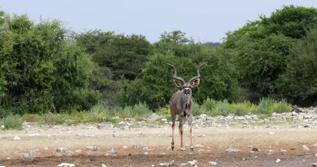 big male of greater kudu (tragelaphus strepsiceros), etosha namibia, africa safari wildlife and wild