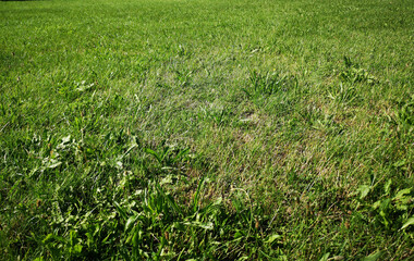 green grass background