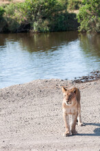 Cub Lion Walking Away From Water Toward The Camera. 