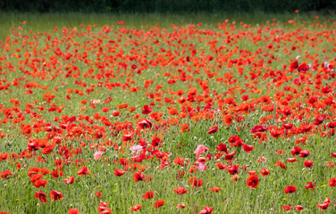 Poster - Wiese mit Klatschmohn (Papaver rhoeas)