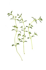 Wall Mural - Thyme on white background - close-up