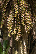 Close Up Of Palm Tree With Seed Pods