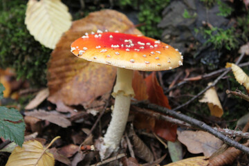 Canvas Print - Mushroom with a red cap in a natural environment