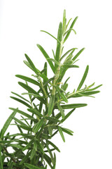 Wall Mural - Rosemary on white background - studio shot