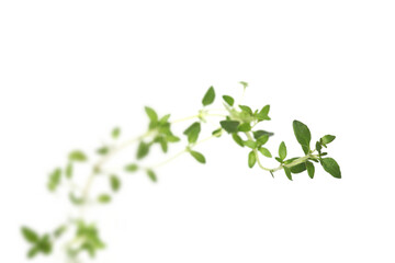 Wall Mural - Thyme on white background - close-up