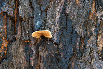 Canvas Print - Tree Fungus 01