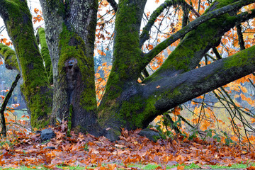 Canvas Print - Maple Tree Trunks 02