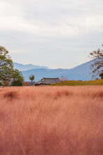 Pink Muhly Grass Field And Old House In Gyeongju, Korea