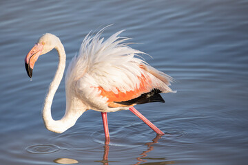 Pink flamingo standing in the water.