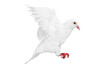 White pigeon flying
