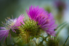 Selective Focus Shot Of A Blooming Milk Thistle Flower