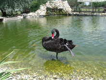 Portrait Of A Black Swan In A Park
