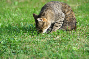 Sticker - Closeup shot of a cute cat in a park