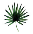 Saw palmetto. Tropical leaf. Watercolor illustration isolated on white background.