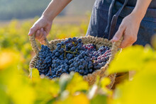 Farmer Holding Basket Full Of Bunches Of Red Grapes In The Vineyards Of Requena, Valencia, Spain