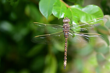 Australian Duskhawker Dragonfly insect