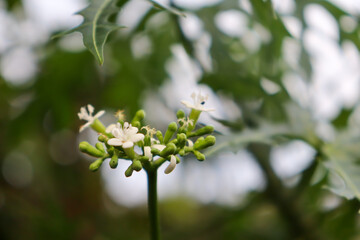 Sticker - Cnidoscolus chayamansa are blooming and green leaf