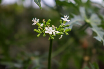 Wall Mural - Cnidoscolus chayamansa are blooming and green leaf