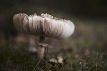 Closeup Of A Chlorophyllum Molybdites Mushroom In A Field At Daytime With A Blurry Background