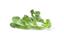 Ice Plant Vegetable Green Leaf Isolated On White Background.