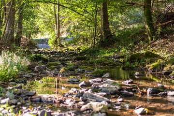 Closeup shot of fallen trees covered with moss and a stream in the forest