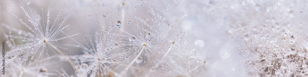 Beautiful dew drops on a dandelion seed macro. Beautiful soft background. Water drops on a parachutes dandelion. Copy space. soft focus on water droplets. circular shape, abstract background - obrazy, fototapety, plakaty 