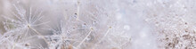 Beautiful Dew Drops On A Dandelion Seed Macro. Beautiful Soft Background. Water Drops On A Parachutes Dandelion. Copy Space. Soft Focus On Water Droplets. Circular Shape, Abstract Background