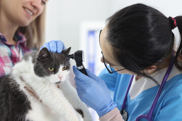 Veterinarian examines the cat's ear. Ear disease in pets concept