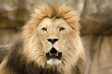 Sticker - Selective focus shot of a big lion in a zoo