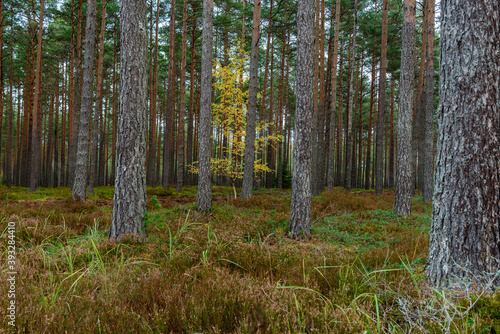 small birch grown in a coniferous forest © gatis_photo