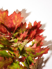 Sticker - Autumn oak leaves over white background