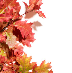 Sticker - Branch with autumn oak leaves over white background