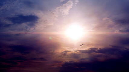 Wall Mural - dark purple sky bright sun silhouette of a bird