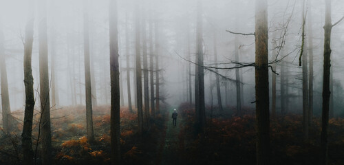 Man walking in the misty woods