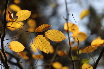 Poster - Selective focus shot of bright autumn leaves on tree branches