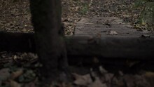 Muddy Wooden Stile And Pathway In Countryside Woodland Low Zoom Shot